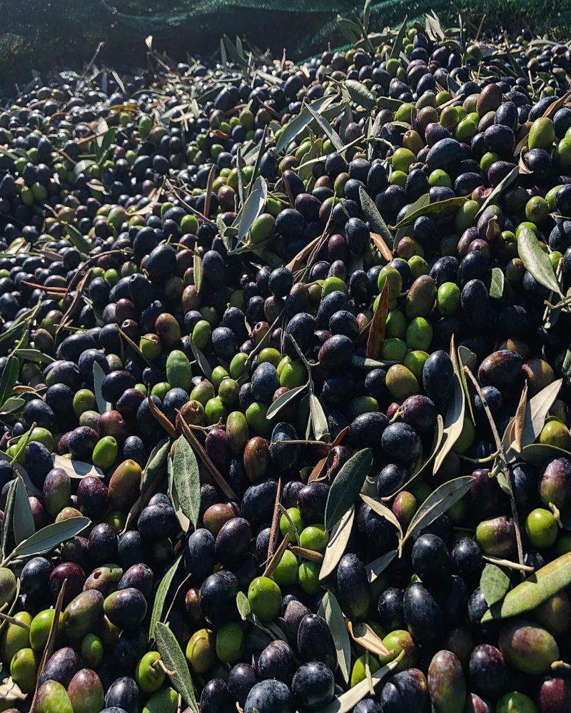 Le nostre olive