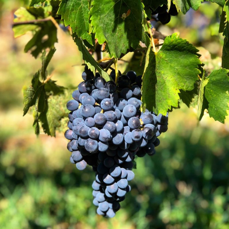 CHIANTI COLLI SENESI